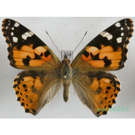 Vanessa cardui (Linnaeus, 1758) ex. ovo, Rusałka osetnik Czech33d